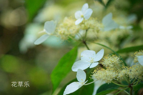 乐乐网动漫av天堂亚洲无码免费播放，探索二次元的无限魅力，打开你的幻想之门